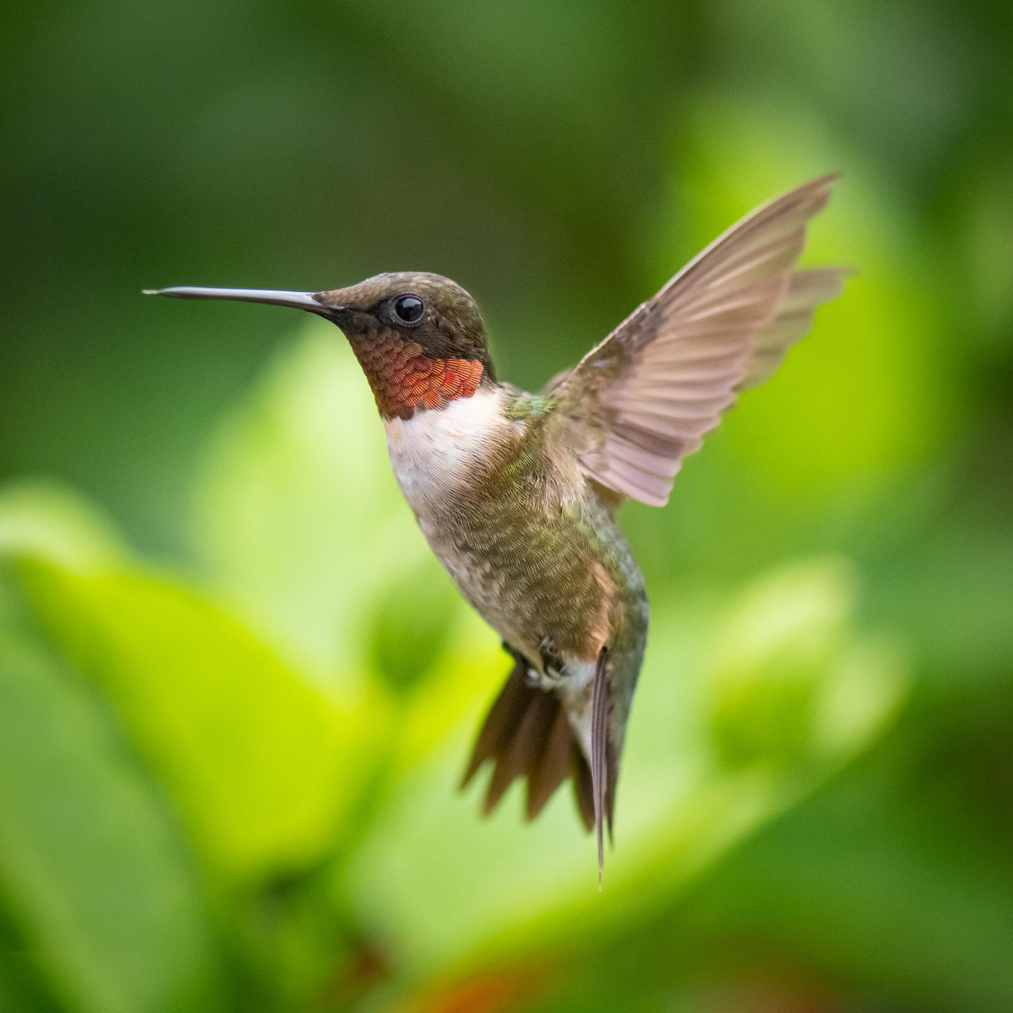 Colibrí del Quindío
